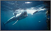 55 Gallon Drum With Teeth
