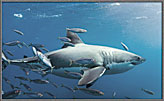 A Shark Named Double Scoop Is Majestic 2