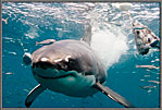 A Shark Named Double Scoop Is Majestic 5
