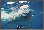 Charging In, Cage In Background