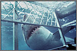 Desperately Wants Inside Our Cage