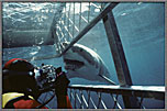 GWS and Photographer Meet At Cage Window