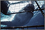 Giant Shark Fills The Sky 1
