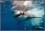 Sharke Takes Bait Shows Teeth