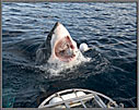 Tuna Down The Gullet