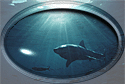 Great White Shark attacks out of the sun glare!