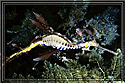The petite Weedy Sea Dragon