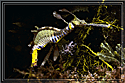 Weedy Sea Dragon watches us. . .