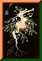 The eloquence of the Leafy Sea Dragon