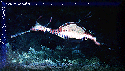 The Weedy Sea Dragon