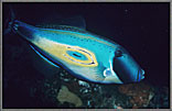 Blue Wrasse