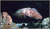 Curious Cuttlefish