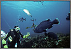 Jim Feeds A Blue Groper