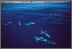 Porpoises Off Kangaroo Island