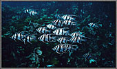 School Of Stripeys