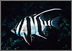 Stripey