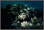 Dragon Against Bull Kelp