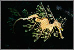 Graceful Female Dragon
