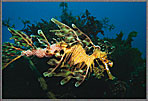 LSD A Male Sea Horse With Eggs