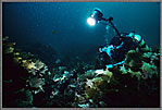 LSD Divers Strobe On Leafy