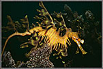 LSD Graceful Female Dragon