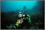LSD Jim Engages With Leafy Sea Dragon Caring Eggs
