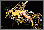 LSD Male Dragon Carrying Eggs