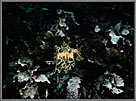 Leafy Sea Dragon Against Kelp