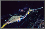 Weedy Sea Dragon