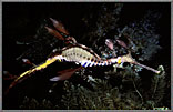 Weedy Sea Dragon