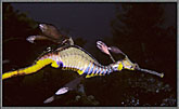 Weedy Sea Dragon In Darkness