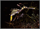 Weedy Sea Dragon Watches Us