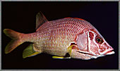 A Perfect Squirrelfish