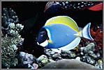 Blue-Surgeonfish