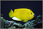 Blue Nosed Angelfish