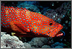 Cleaner In Mouth Of Grouper