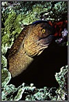 CleanerWrasseOnHeadOfMoray