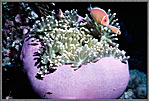 ClownfishFamilyInPurpleAnemone
