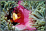 ClownfishPeersOutFromWithinAnemone