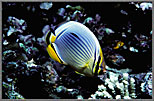 DiscButterflyfishInPosterColors