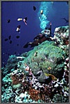 DiverOnBusyReef