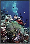 DiverWithLargeAnemone