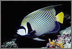 ImperialAngelfish