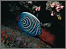 JuvenileOfImperialAngelfish
