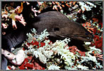 MorayCradledInCoralsAndSponges