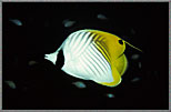RightAngleButterflyfish_CAuriga