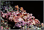 ScorpionfishInPinkCamouflage