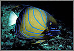 StripedAngelfish_PAnnularis