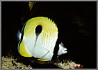 TearDropButterflyfish