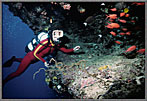 TypicalShallowLedgeShelteringFish